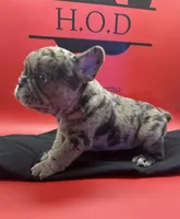 Rumcofa, a male French Bulldog for sale in Pittsburgh, PA – 4 of 6
