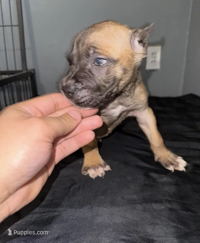 AKC- Satchel – Cane Corso puppy for sale in Pittsburgh, PA
