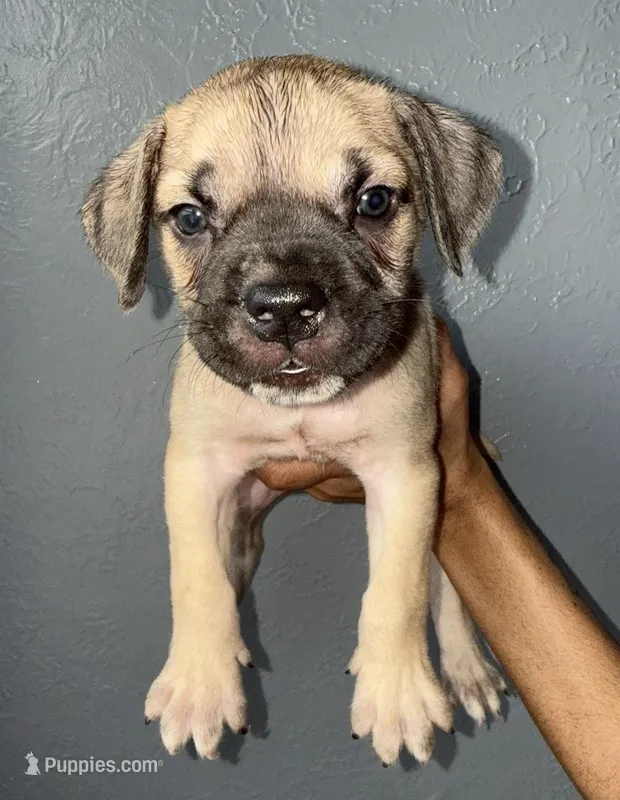AKC- Bronco  – Cane Corso puppy for sale in Pittsburgh, PA