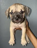 AKC- Bronco , a male Cane Corso for sale in Pittsburgh, PA – Photo 1 of 5