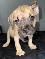 AKC- Bronco , a male Cane Corso for sale in Pittsburgh, PA – Photo 3 of 5