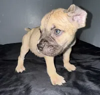 AKC- Bronco , a male Cane Corso for sale in Pittsburgh, PA – Photo 2 of 5