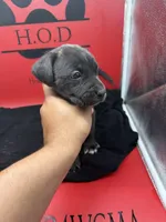 Nyx, a female Cane Corso for sale in Pittsburgh, PA – 4 of 6