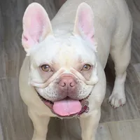 Star fire, a female French Bulldog for sale in Pittsburgh, PA – Photo 6 of 6