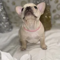 Star fire, a female French Bulldog for sale in Pittsburgh, PA – Photo 4 of 6