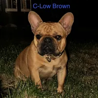 Star fire, a female French Bulldog for sale in Pittsburgh, PA – Photo 5 of 6