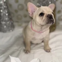 Star fire, a female French Bulldog for sale in Pittsburgh, PA – Photo 2 of 6