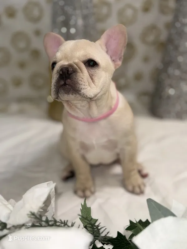 Star fire – French Bulldog puppy on hold in Pittsburgh, PA