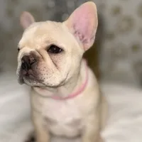 Star fire, a female French Bulldog for sale in Pittsburgh, PA – Photo 3 of 6