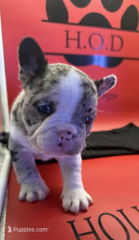 Krumbetta – French Bulldog puppy for sale in Pittsburgh, PA