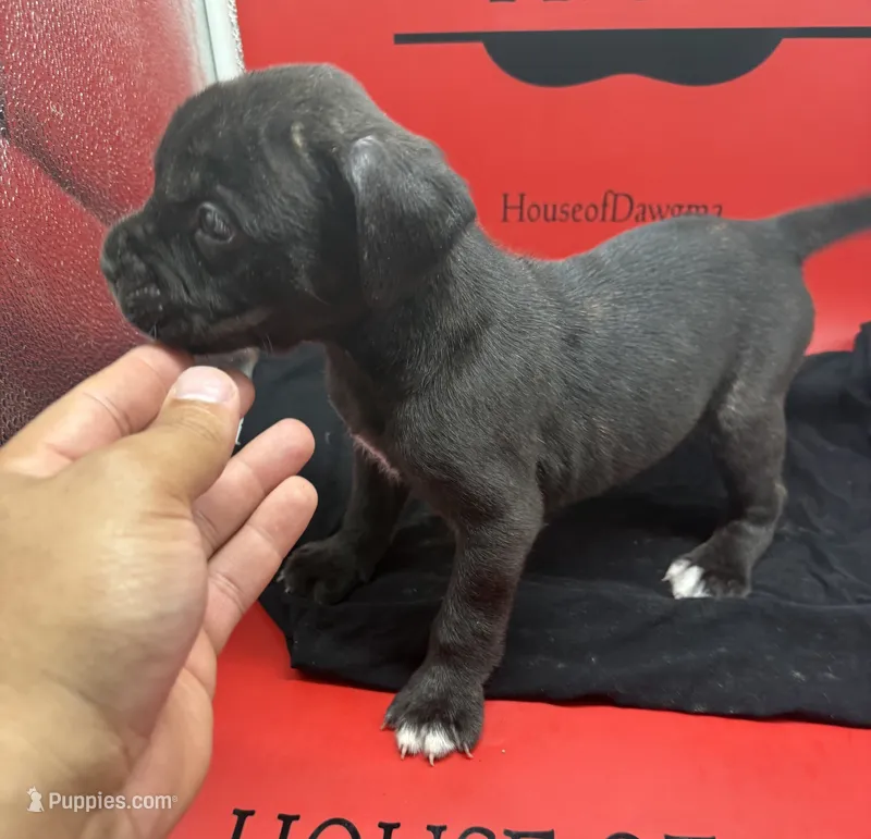 Freya – Cane Corso puppy for sale in Pittsburgh, PA