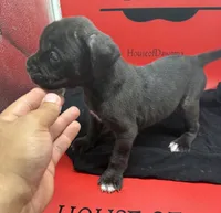 Freya, a female Cane Corso for sale in Pittsburgh, PA – 1 of 6