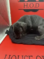 Nero, a male Cane Corso for sale in Pittsburgh, PA – 2 of 4