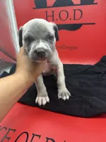 Athena , a female Cane Corso for sale in Pittsburgh, PA – 2 of 6