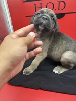 Rocco, a male Cane Corso for sale in Pittsburgh, PA – 6 of 6