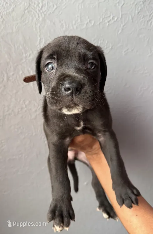 AKC-Zack – Cane Corso puppy for sale in Pittsburgh, PA