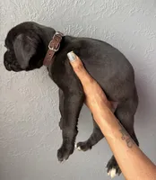 AKC-Zack, a male Cane Corso for sale in Pittsburgh, PA – Photo 2 of 5