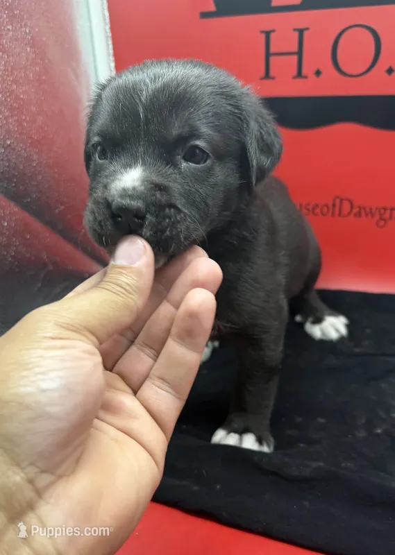 Storm – Cane Corso puppy for sale in Pittsburgh, PA