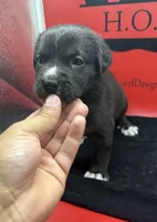 Storm, a female Cane Corso for sale in Pittsburgh, PA – 1 of 6