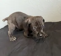AKC-Paw, a male Cane Corso for sale in Pittsburgh, PA – Photo 2 of 5