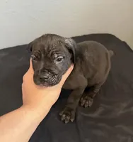 AKC-Paw, a male Cane Corso for sale in Pittsburgh, PA – Photo 3 of 5