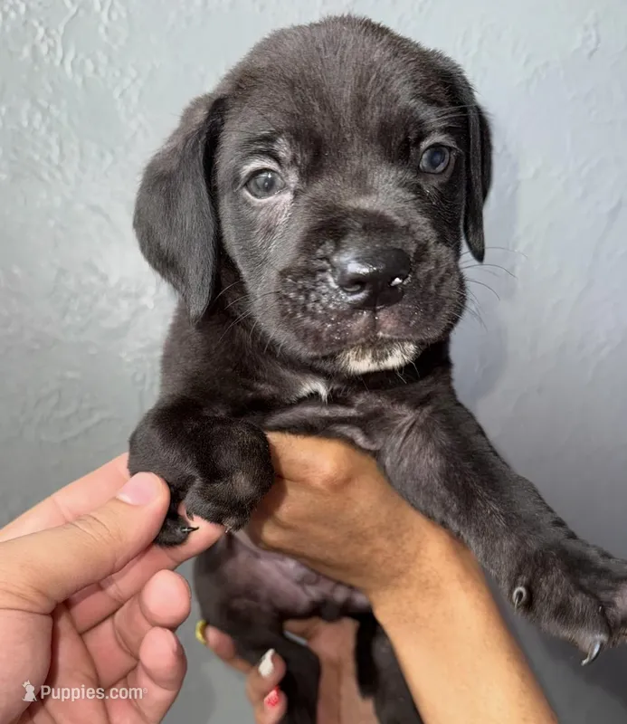 AKC-Paw – Cane Corso puppy for sale in Pittsburgh, PA