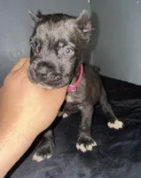 AKC- Zelda, a female Cane Corso for sale in Pittsburgh, PA – Photo 2 of 4