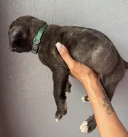 AKC- Bear, a male Cane Corso for sale in Pittsburgh, PA – Photo 2 of 6