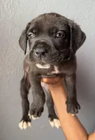 AKC- Bear, a male Cane Corso for sale in Pittsburgh, PA – Photo 3 of 6