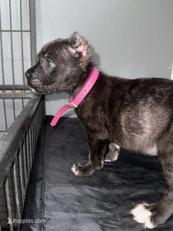 AKC- Zelda – Cane Corso puppy for sale in Pittsburgh, PA