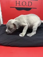 Athena , a female Cane Corso for sale in Pittsburgh, PA – 3 of 6