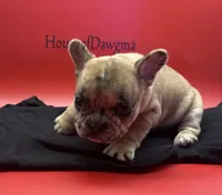 Isadora , a female French Bulldog for sale in Pittsburgh, PA – 4 of 6