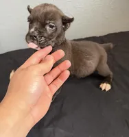 AKC-Storm, a female Cane Corso for sale in Pittsburgh, PA – Photo 2 of 4
