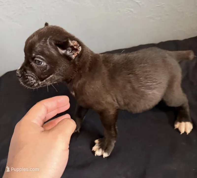 AKC-Storm – Cane Corso puppy for sale in Pittsburgh, PA