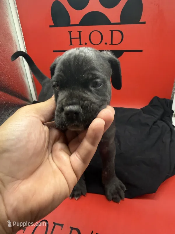 Nero – Cane Corso puppy for sale in Pittsburgh, PA