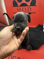 Nero, a male Cane Corso for sale in Pittsburgh, PA – 1 of 4