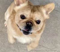 Krumbetta, a female French Bulldog for sale in Pittsburgh, PA – 6 of 6