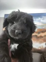 Boss, a male Huskydoodle for sale in Boise, ID – Photo 2 of 2