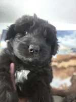 Boss, a male Huskydoodle for sale in Boise, ID – Photo 1 of 2