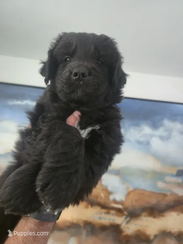 Alice – Huskydoodle puppy for sale in Boise, ID