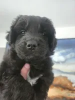 Alice, a female Huskydoodle for sale in Boise, ID – Photo 2 of 2