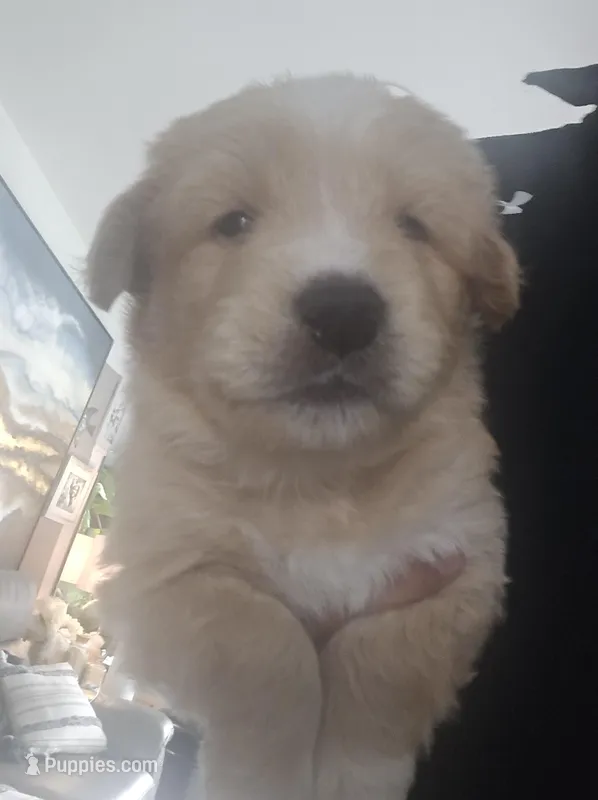 Tank – Huskydoodle puppy for sale in Boise, ID