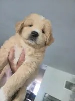 Tank, a male Huskydoodle for sale in Boise, ID – Photo 2 of 2