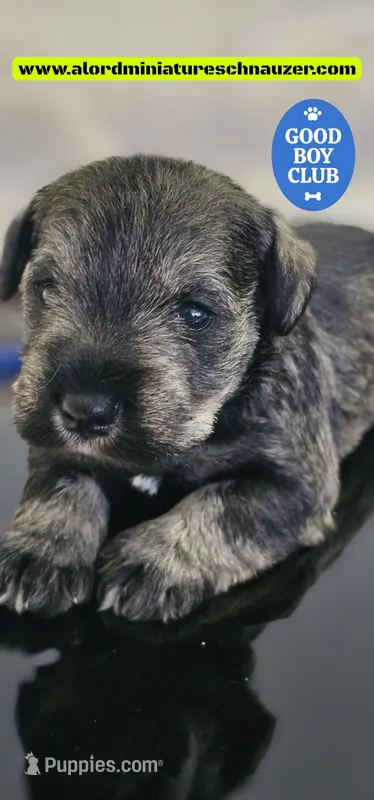 A'Lord  – Miniature Schnauzer puppy for sale in Athens, AL