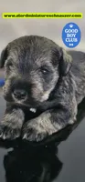 A'Lord , a male Miniature Schnauzer for sale in Athens, AL – 3 of 9