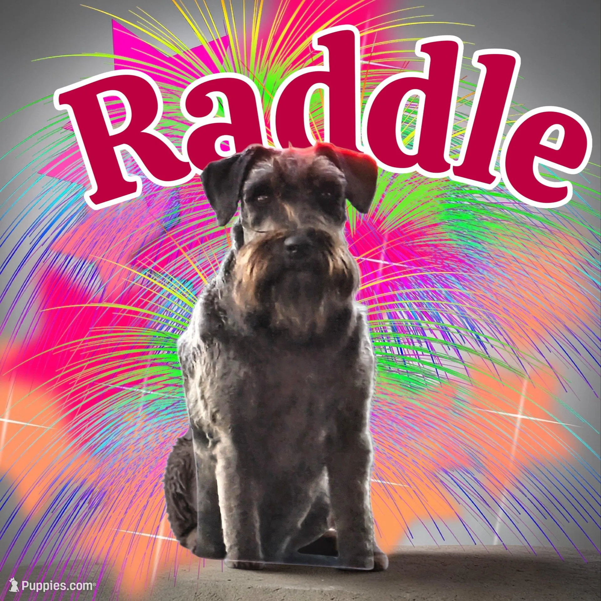 A'Lord , a  Miniature Schnauzer for sale in Athens, AL – 3 of 4