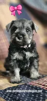 A'Lord , a female Miniature Schnauzer for sale in Athens, AL – 3 of 3