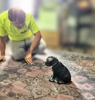 A'Lord , a male Miniature Schnauzer for sale in Athens, AL – 6 of 10
