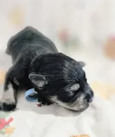 A'Lord , a male Miniature Schnauzer for sale in Athens, AL – 1 of 6