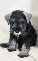 A'Lord , a male Miniature Schnauzer for sale in Athens, AL – 9 of 10